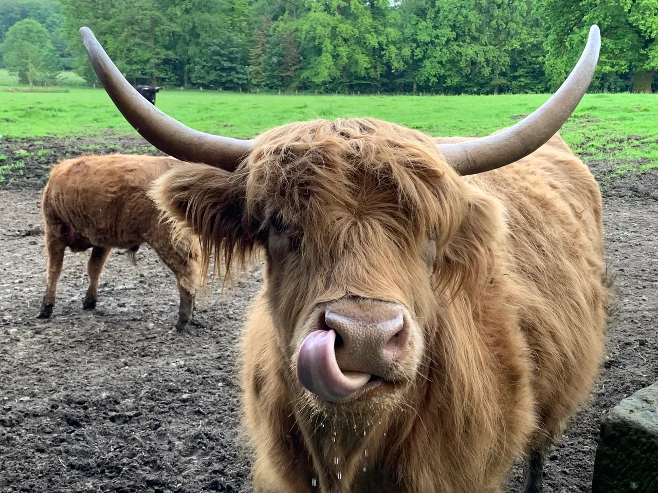 De hooglander als onderwerp